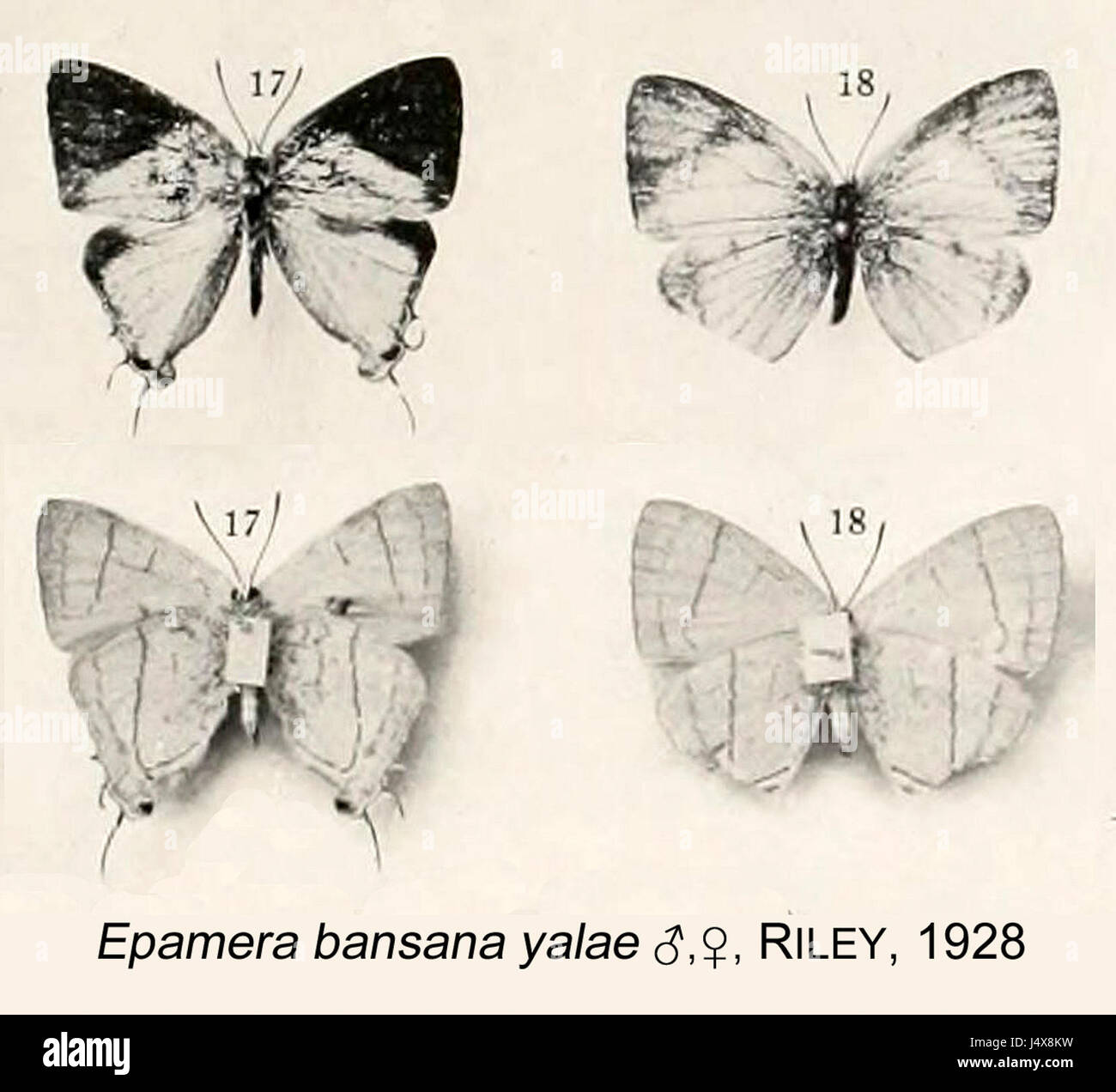 YalaeRiley1928OD Stockfoto