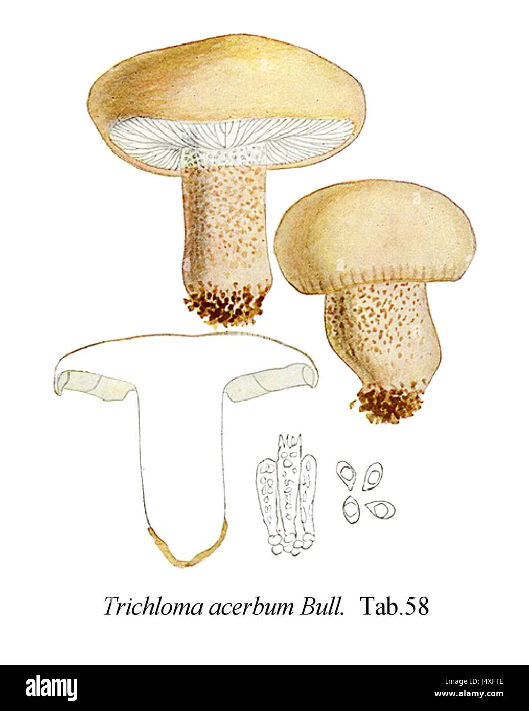 Eine Illustration von Tricholoma acerbum, einer Pilzart, wie sie in der mykologischen Ikonographie dargestellt wird, die ihre Eigenschaften und Eigenschaften zeigt. Stockfoto