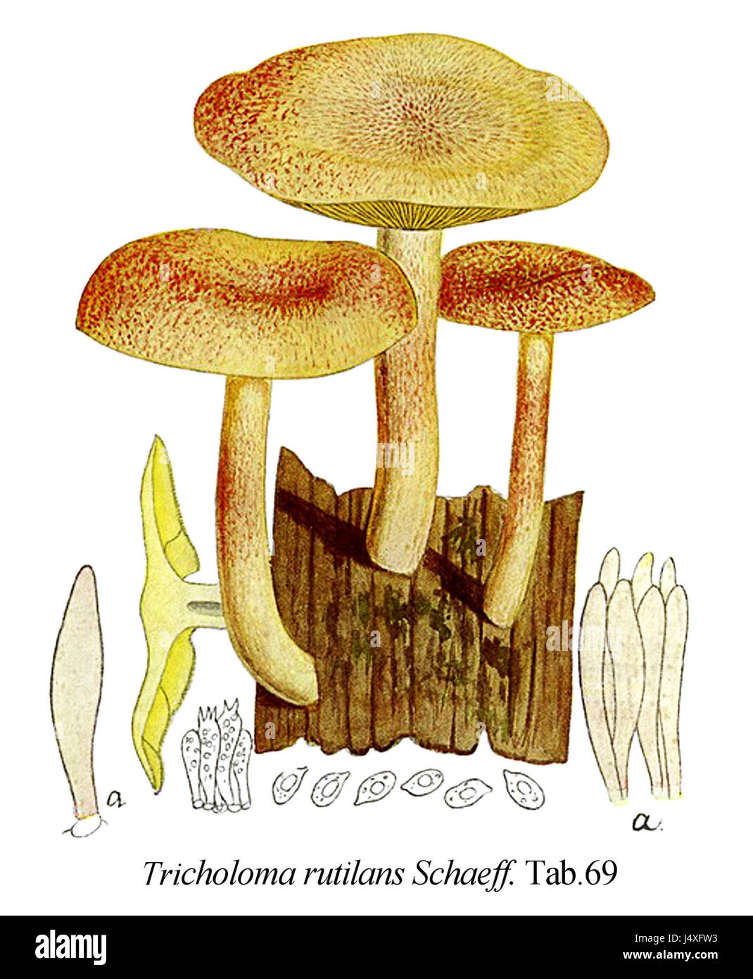 Tricholoma Rutilans Symbol Mycol. Registerkarte "69 Stockfoto