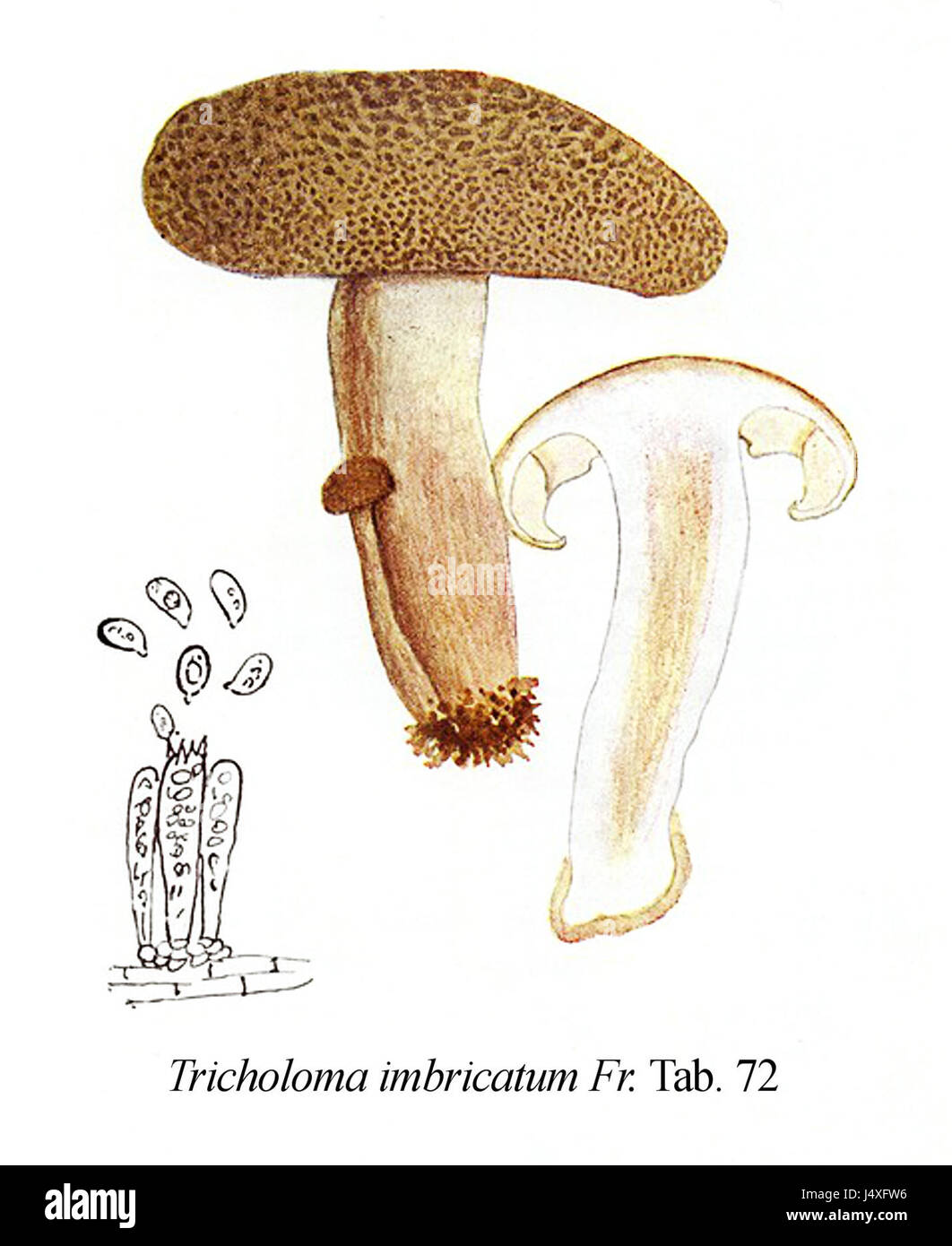 Tricholoma imbricatum, eine Pilzart der Gattung Tricholoma, ist in dieser detaillierten Abbildung aus „Icon Mycologica“ dargestellt. Dieses Bild hebt seine Unterscheidungsmerkmale hervor. Stockfoto
