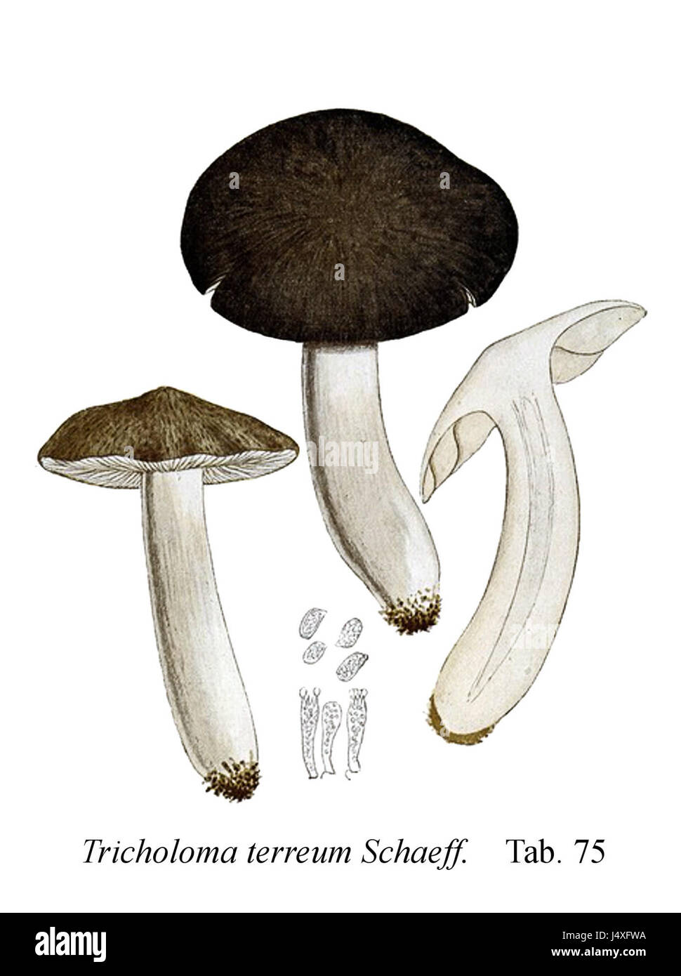 Tricholoma terreum ist eine Pilzart, die in der mykologischen Ikonographie dargestellt wird. Dieser Eintrag bezieht sich wahrscheinlich auf eine Illustration oder Beschreibung der Art in einem wissenschaftlichen Mykologiehandbuch. Stockfoto