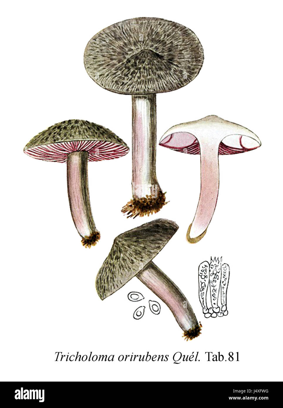 Tricholoma Orirubens Symbol Mycol. Registerkarte "81 Stockfoto