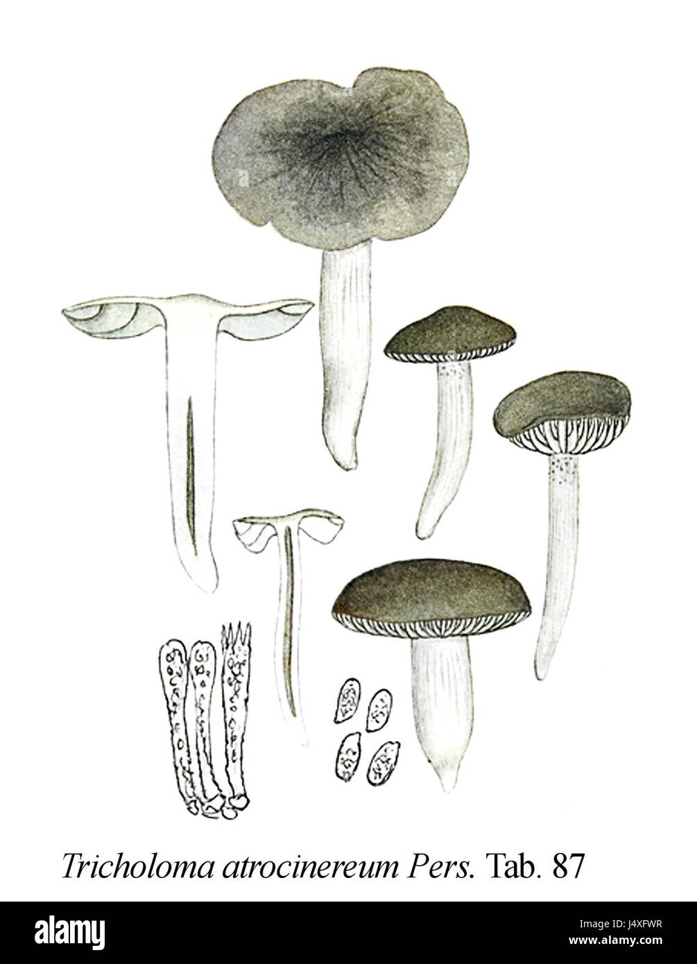 Tricholoma Atrocinereum Symbol Mycol. Registerkarte "87 Stockfoto