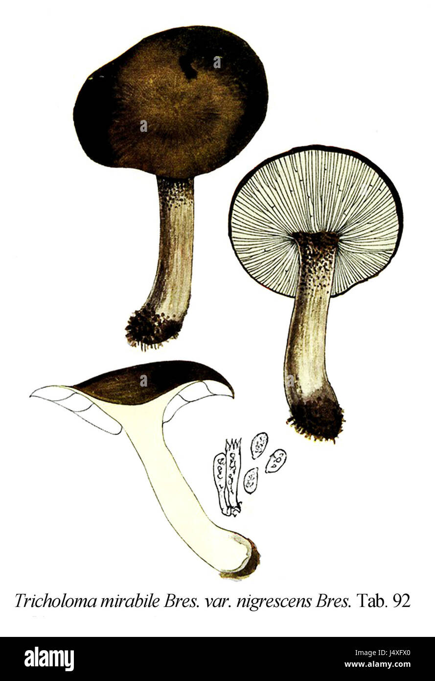 Tricholoma mirabile var. Nigrescens ist eine Vielzahl von Pilzen, und dieser Titel bezieht sich auf seine Illustration in einem mykologischen Werk. Es wird auf seine Eigenschaften und seine Identifizierung in der Pilzforschung untersucht. Stockfoto