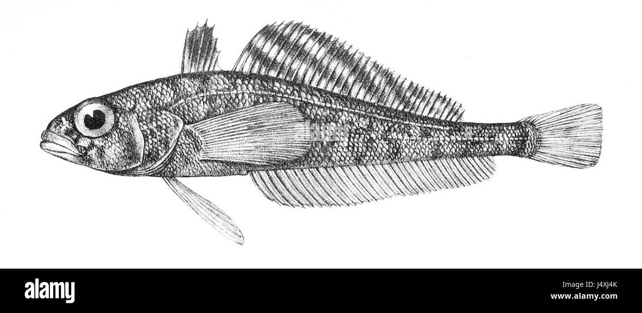Trematomus lepidorhinus Stockfoto