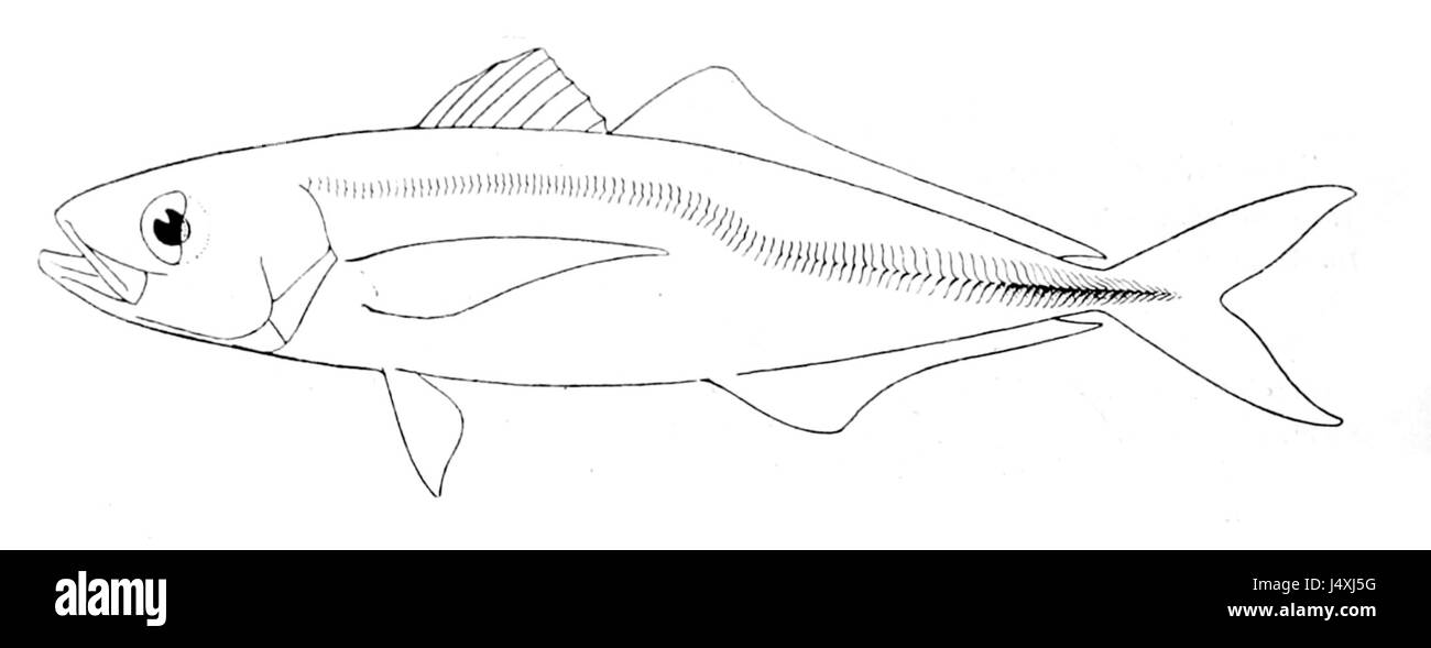 Trachurus symmetricus Stockfoto