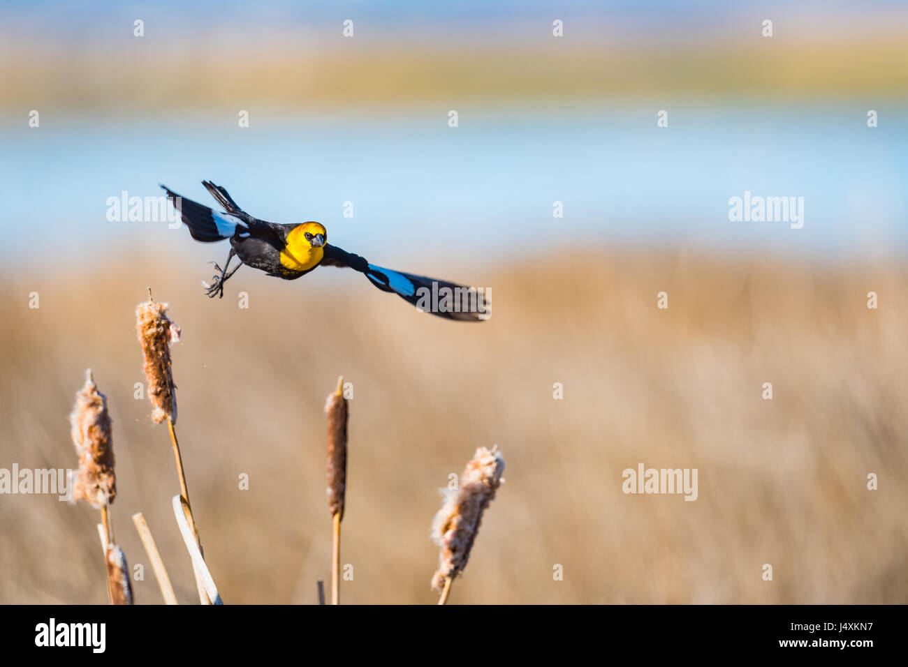 Gelb-vorangegangene Amsel im Flug über Rohrkolben in ein Sumpfgebiet Prairie, Alberta, Kanada Stockfoto