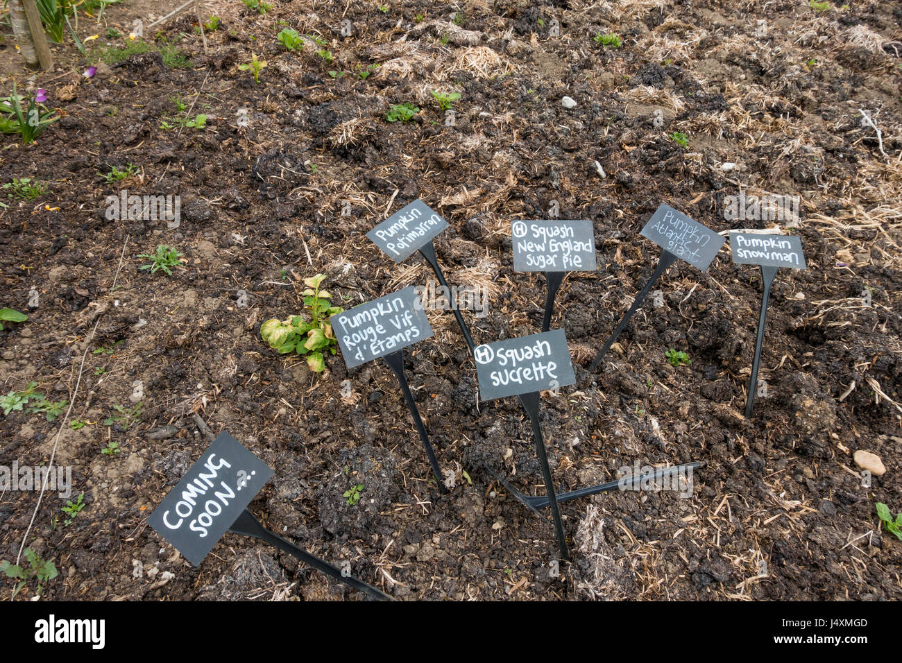 Helmsley Walled Garden eine neue Demonstration Grundstück mit Pferdemist bereit für die Pflanzung mehrere Sorten von Kürbissen und Zucchini, mit namens-Tags bereit. Stockfoto