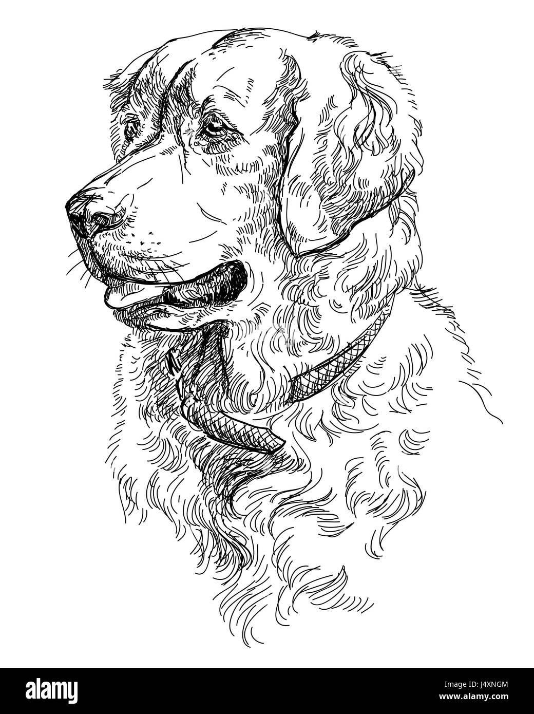 Vektor-Porträt von Hund Golden Retriever in schwarzer Farbe hand Zeichnung Illustration auf weißem Hintergrund Stock Vektor