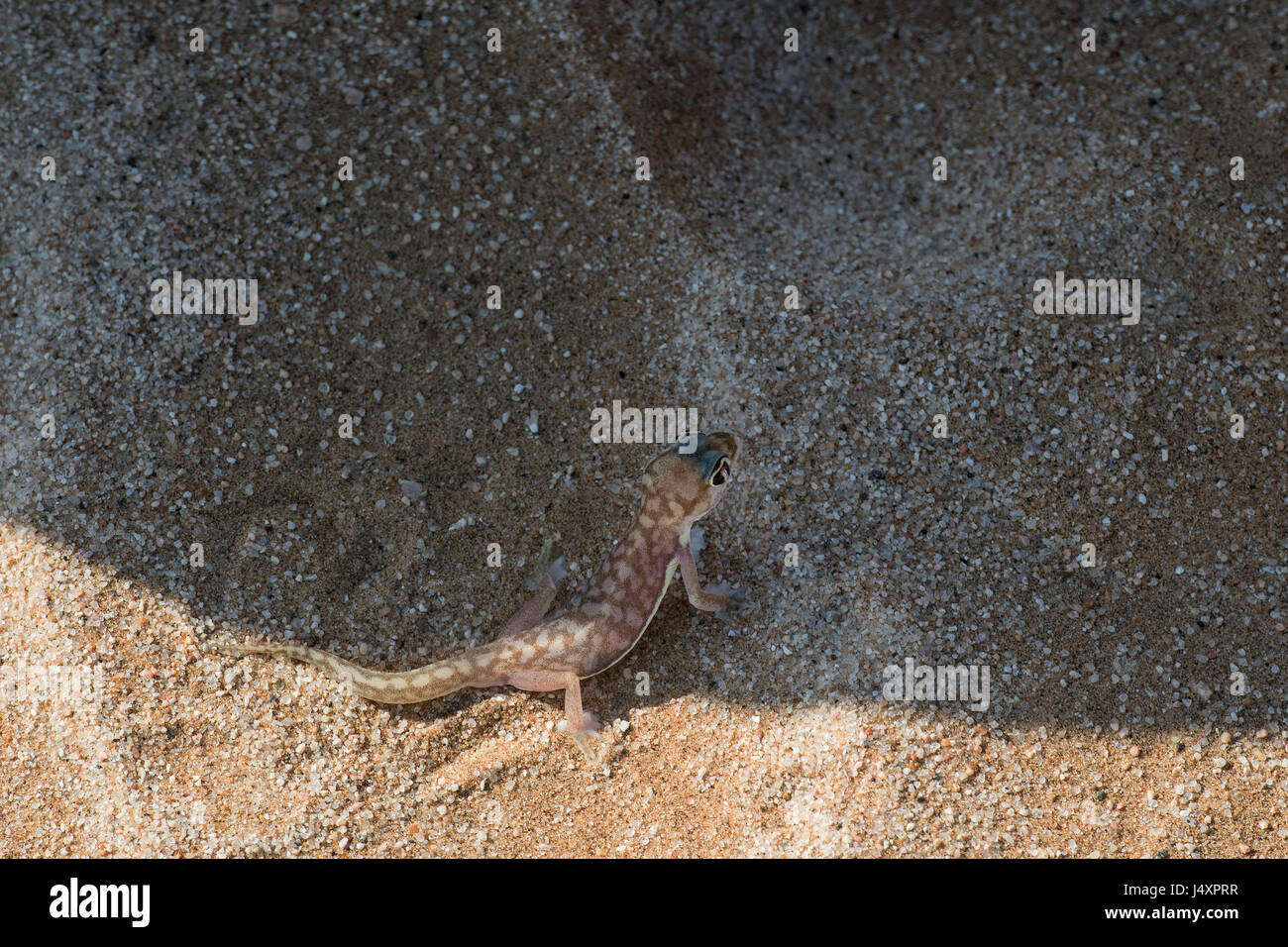 GECO Palmato (Pachydactylus Rangei), Namib Web-footed Gecko Stockfoto