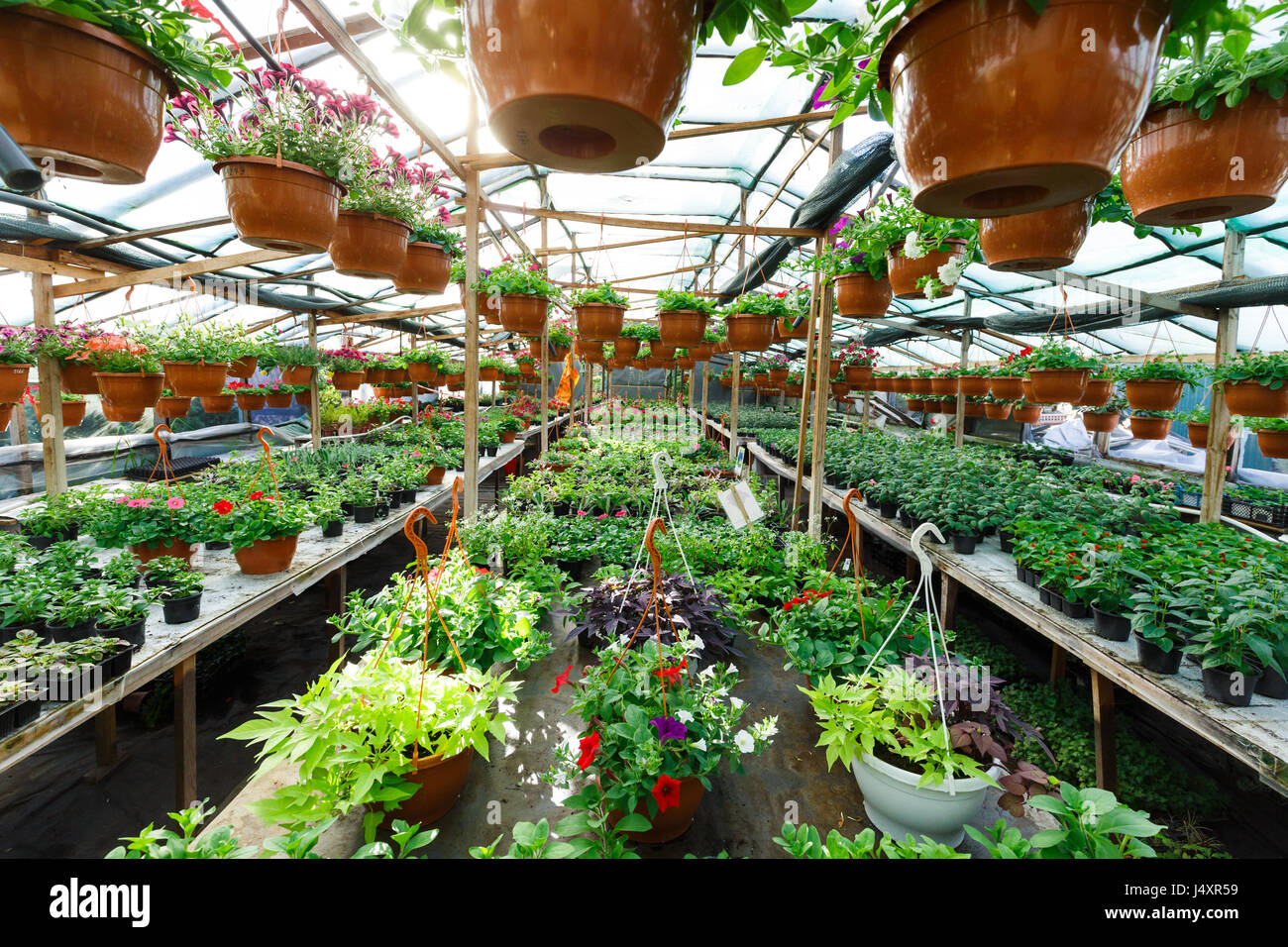 Blumen in einem Garten-Center-Gewächshaus Stockfoto