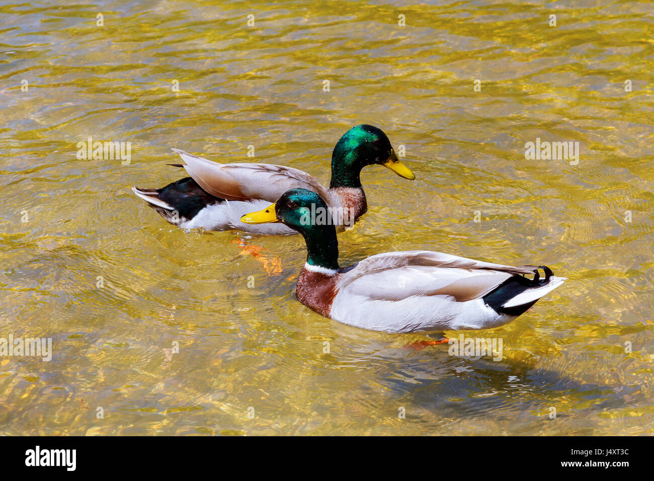 Nahaufnahme eines jungen Paares von männlichen und weiblichen Enten verliebt auf einem sauberen See schwimmen Stockfoto