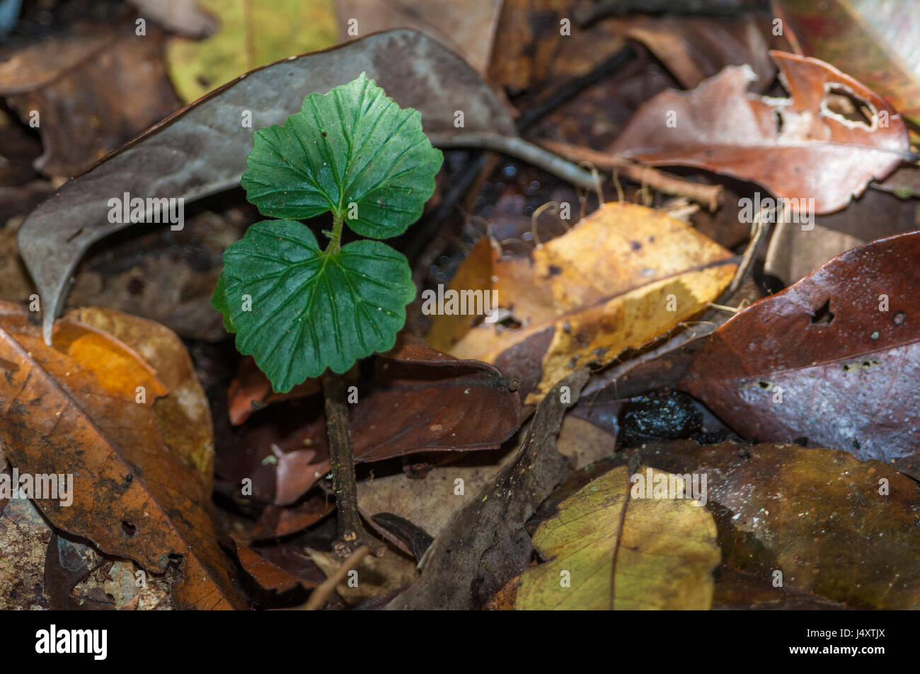 Neue Blattwachstum aufstrebende Form der Laubstreu auf dem Boden des Amazonas-Regenwaldes in Brasilien Stockfoto