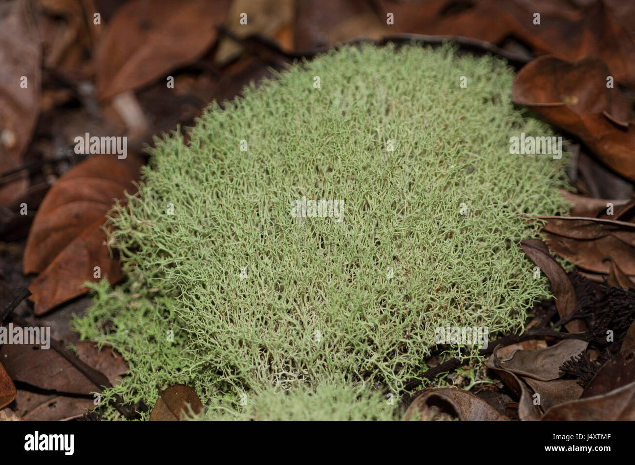 Eine Art von Flechten (?) Cladonia) fand auf dem Boden des Amazonas-Regenwaldes Stockfoto