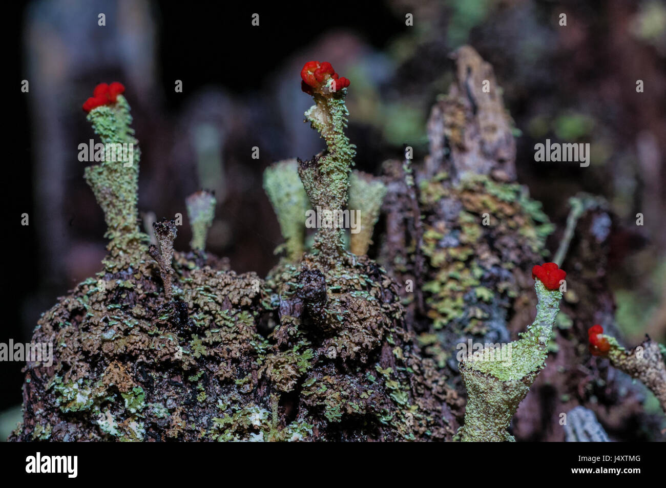 Rothaarige Flechten bekannt als britische Soldaten, Cladonia Cristatella im Erdgeschoss Regenwald Amazoniens Stockfoto
