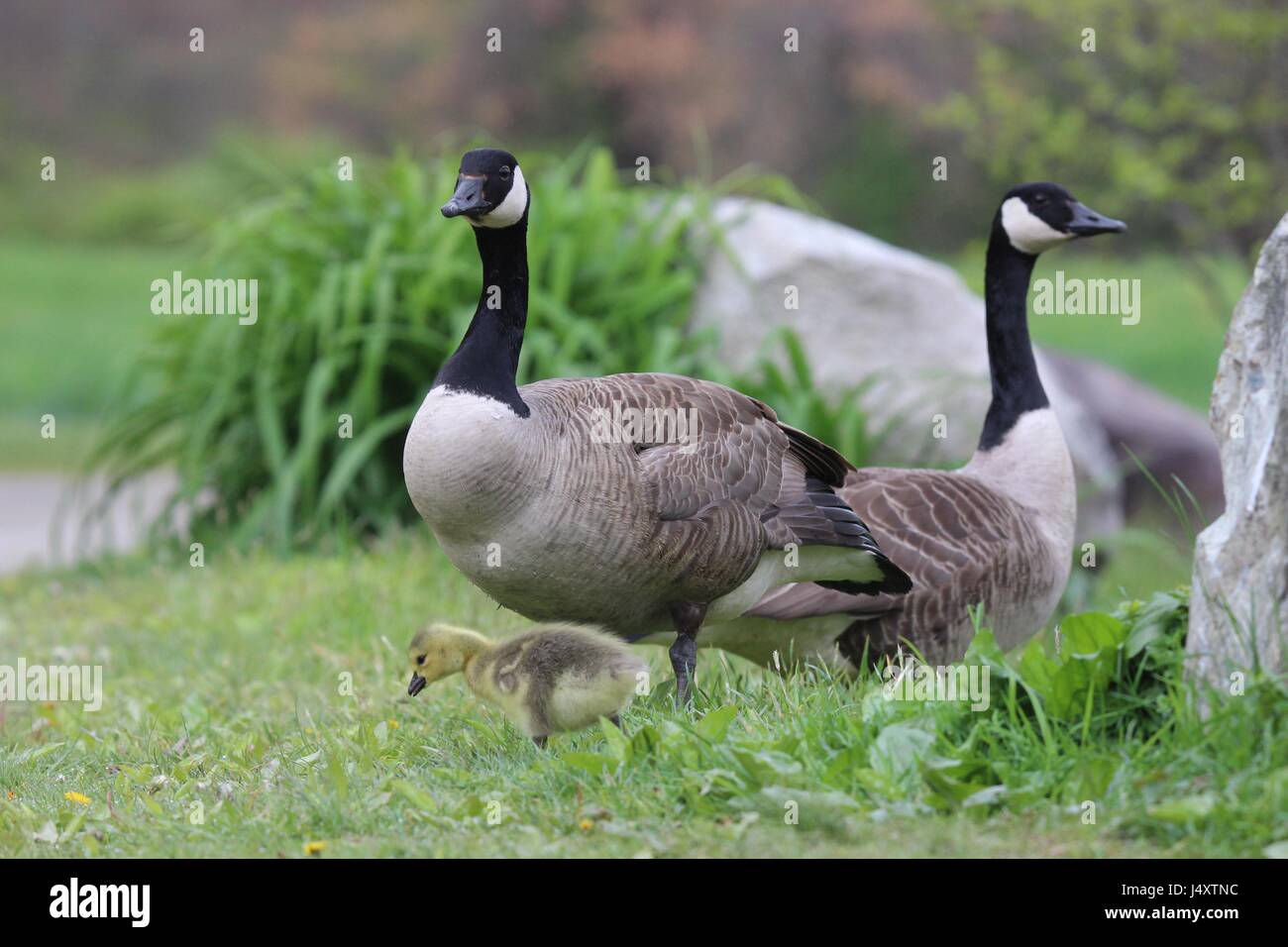 Kanadagans Branta Canadensis Familie, mit einem Gosling, Stand in der Nähe eines Teiches. Stockfoto