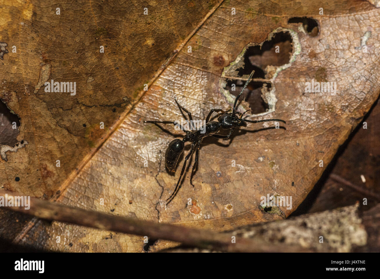 Eine Kugel Ameise – Paraponeragroße Clavata - auf ein totes Blatt auf dem Boden des Amazonas-Regenwaldes in Brasilien Stockfoto