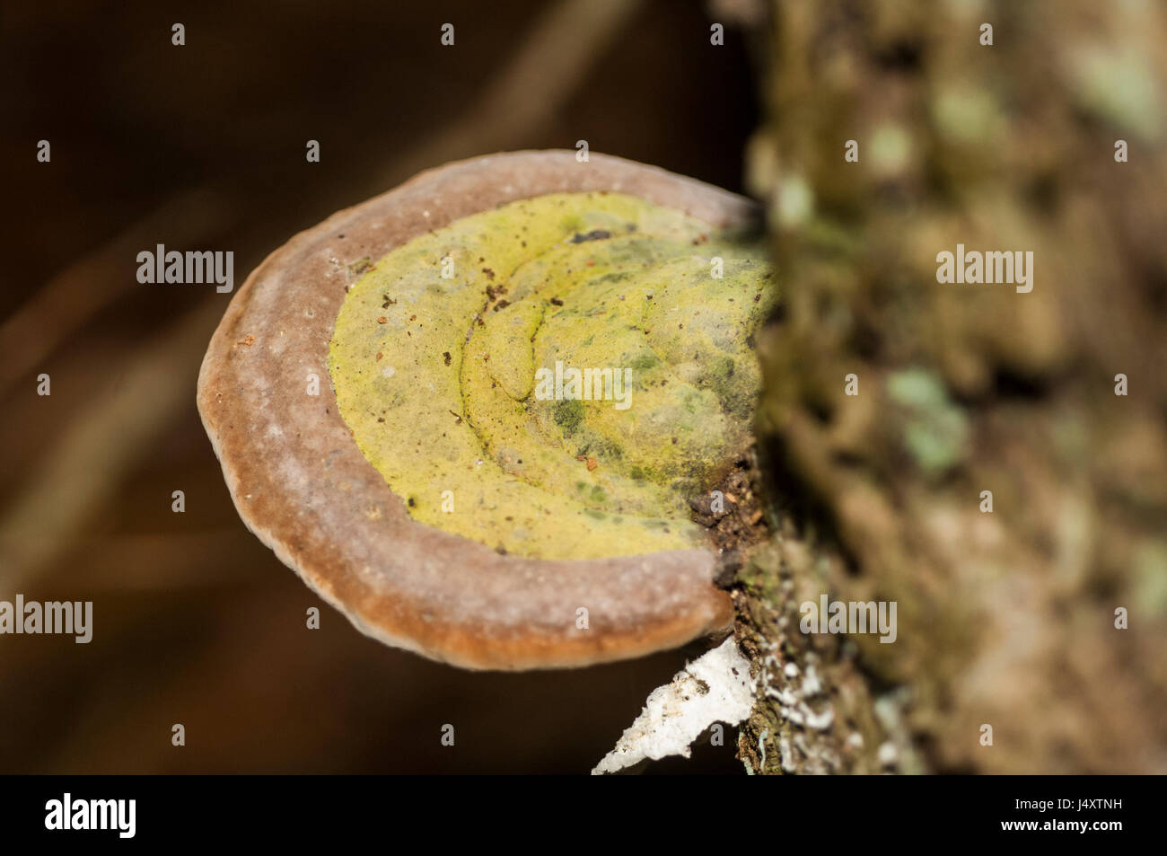 Pilze wachsen am Stamm eines Baumes im Amazonas-Regenwald Stockfoto