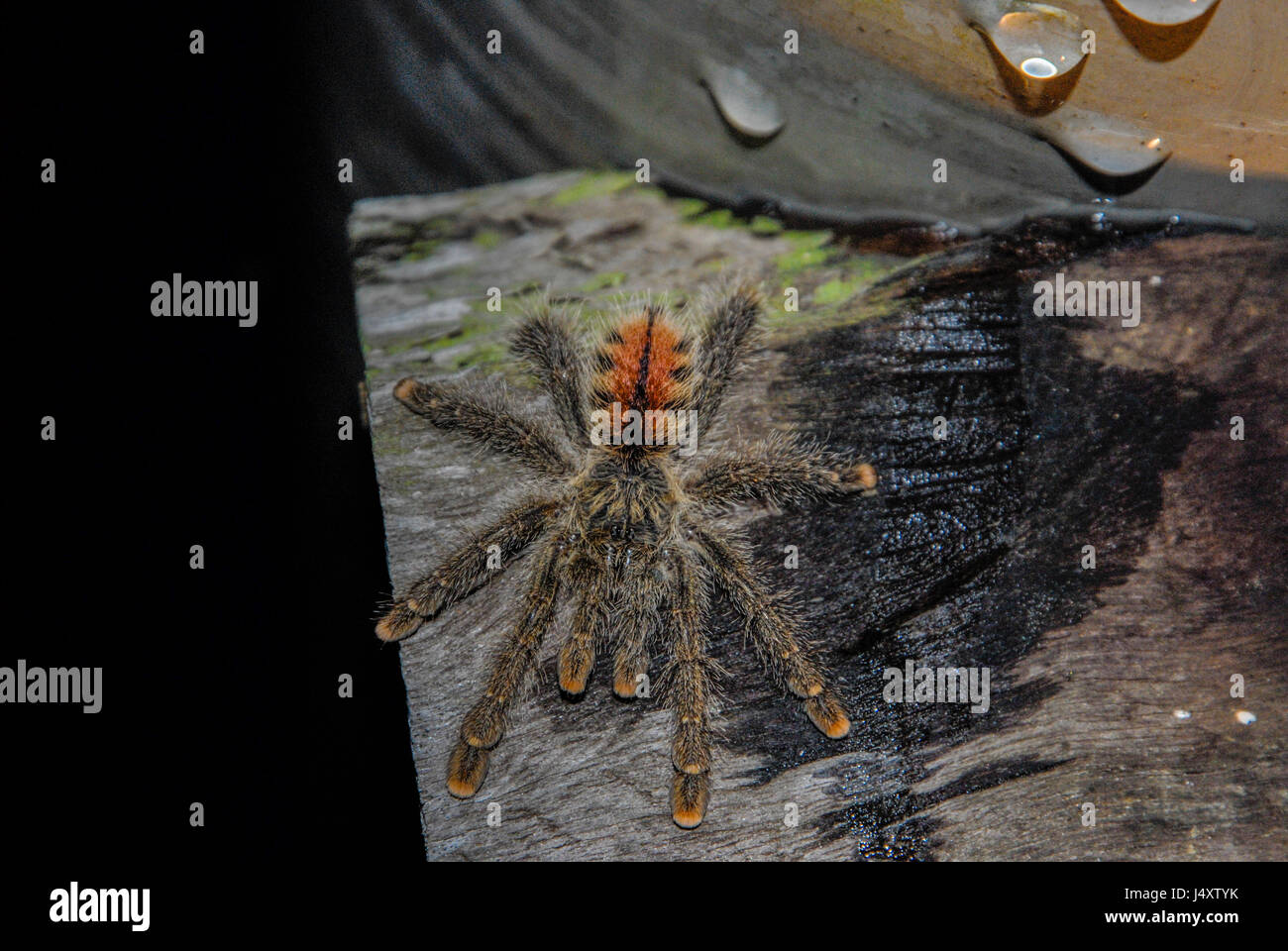 Amazon Pink Toe Spider Stockfotos und -bilder Kaufen - Alamy