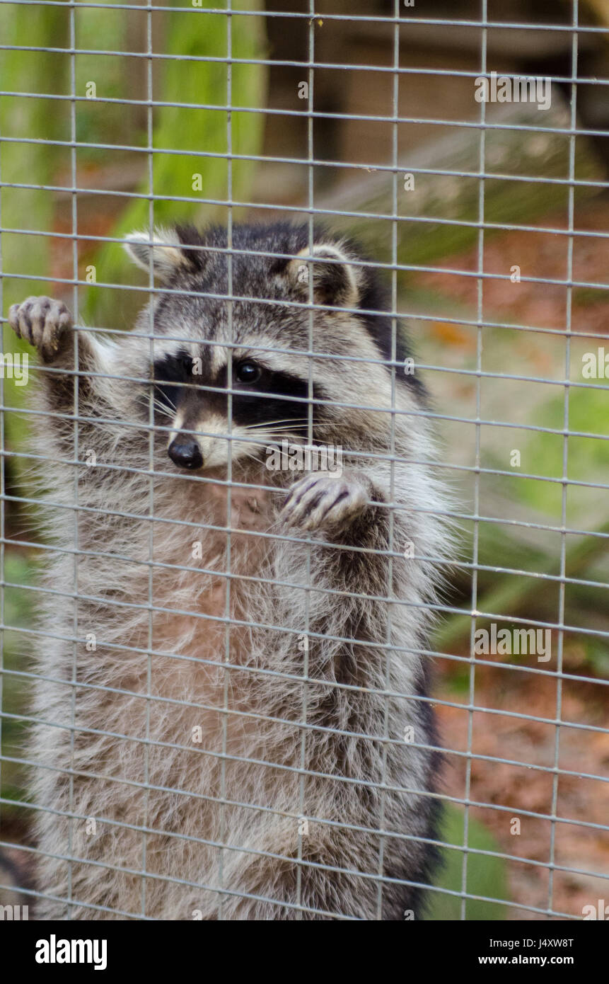 Racoon hinter Gittern Stockfoto