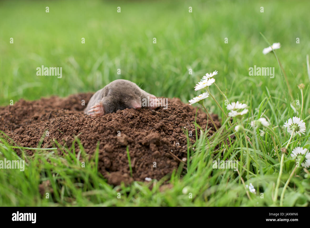 Maulwurf aus dem Loch im Garten Stockfotografie Alamy