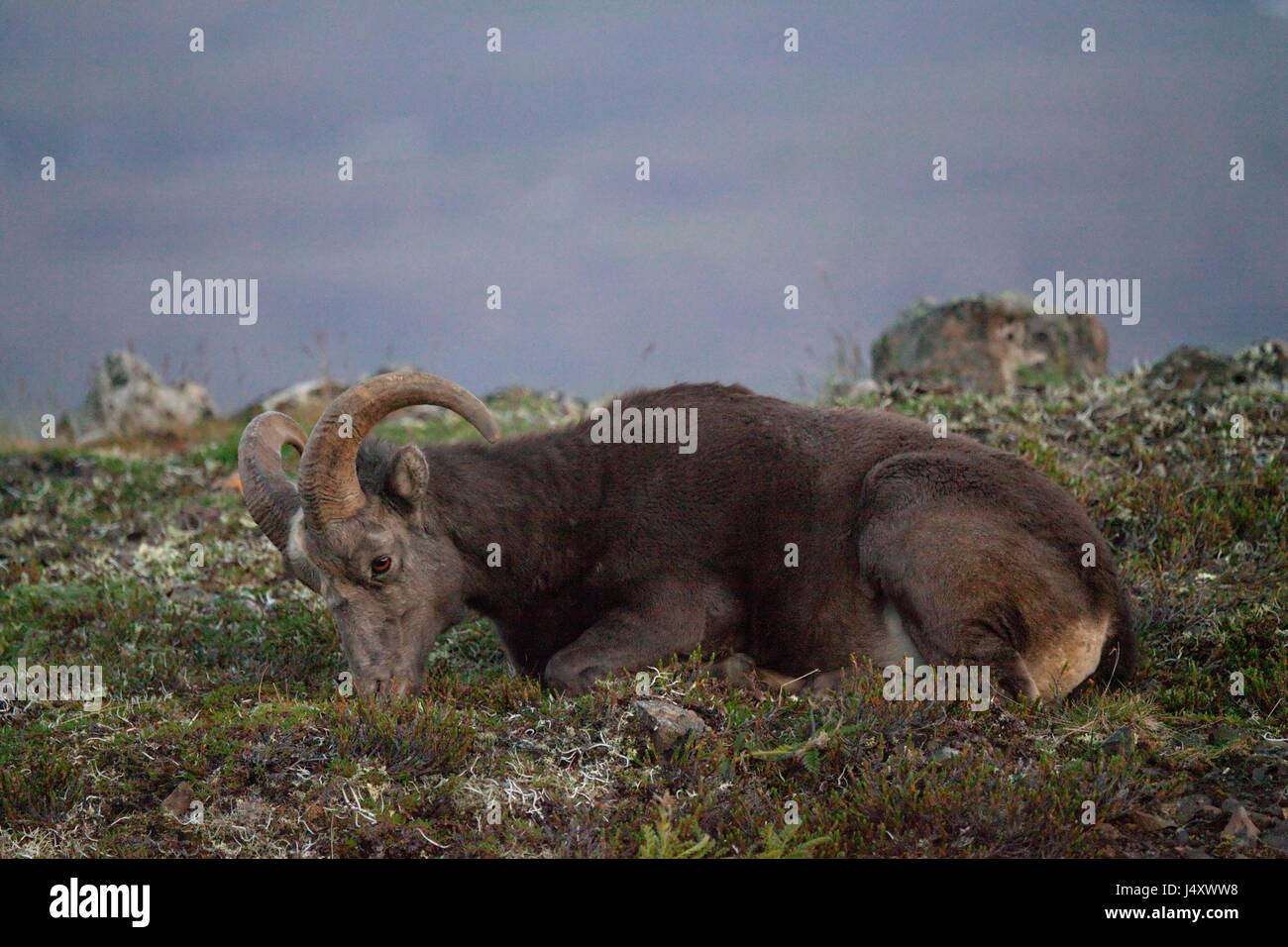 Putorana Schnee ram (Putorana Big Horn ram). Kutaramakan. Endemische Tier von Putorana Plateau. Nördlich von Russland. Sibirien. Putorana finden. Russland. Stockfoto