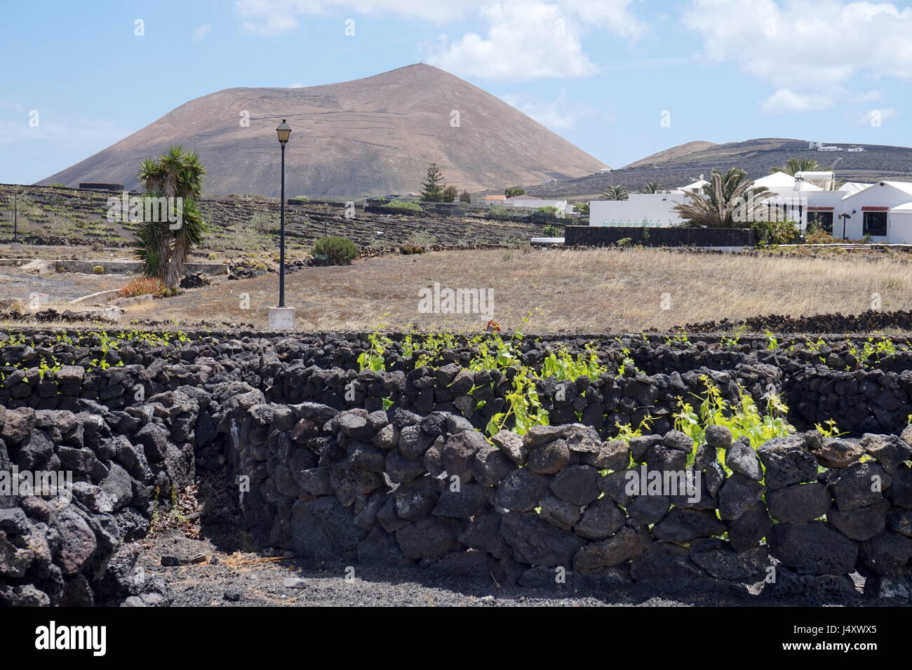 Ein Weinberg, Lanzarote, Kanarische Inseln, Spanien. Die Reben werden in kleinen Gruben mit Wänden aus vulkanischem Gestein sammeln Tau in der ariden Umgebung angebaut. Stockfoto