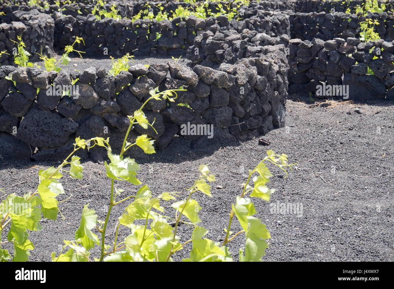 Ein Weinberg, Lanzarote, Kanarische Inseln, Spanien. Die Reben werden in kleinen Gruben mit Wänden aus vulkanischem Gestein sammeln Tau in der ariden Umgebung angebaut. Stockfoto
