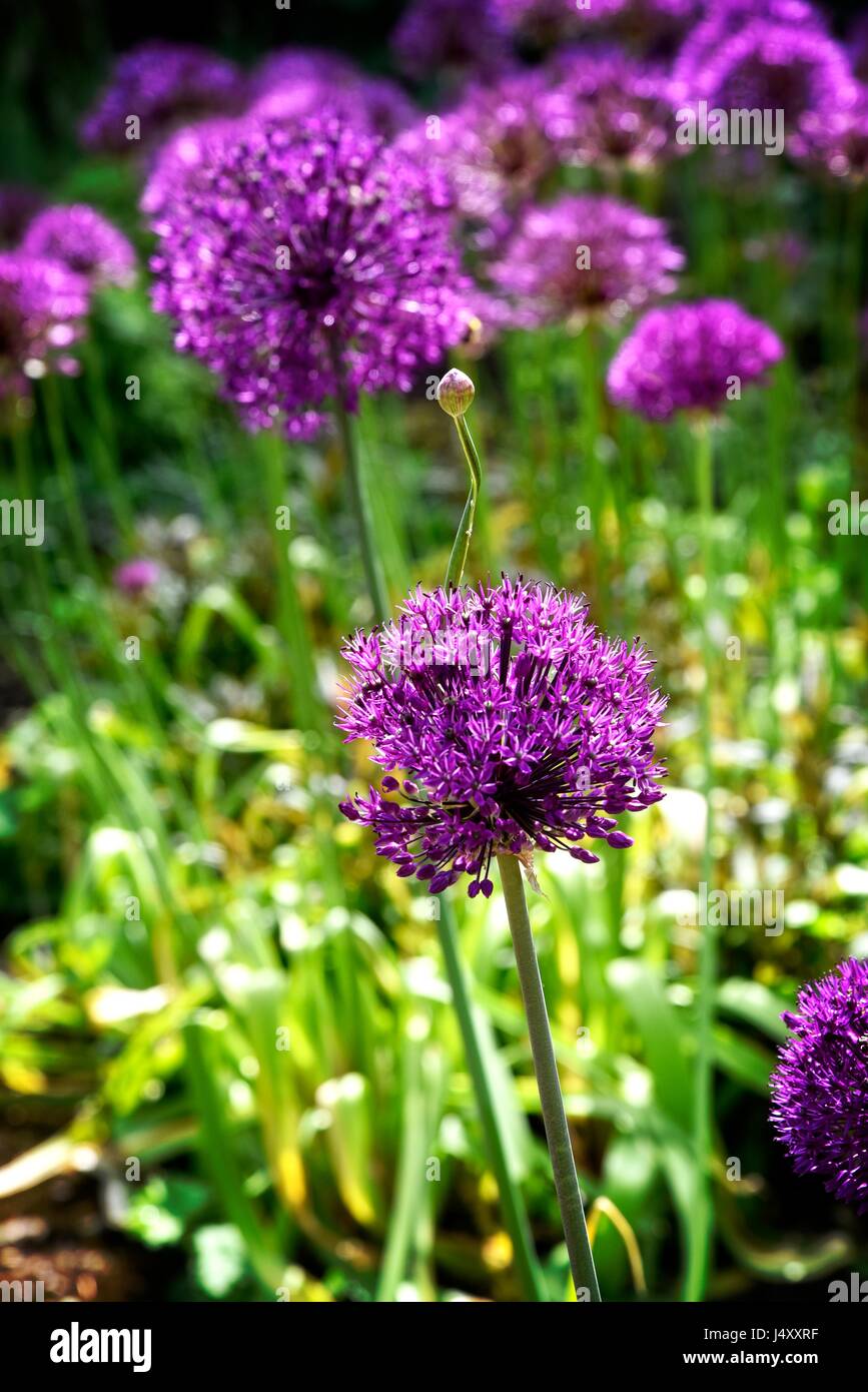 UK Groombridge, Tunbridge Wells, East Sussex Penns in den Felsen. eine frühe 18. Jahrhundert Haus und Garten, gebaut für die Familie von William Penn.. Stockfoto