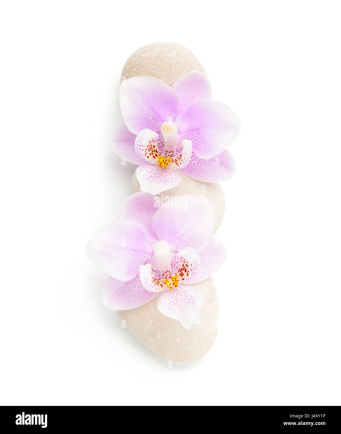 Zwei leichte rosa Orchideen und Steinen isoliert auf weißem Hintergrund. Von oben gesehen. Stockfoto