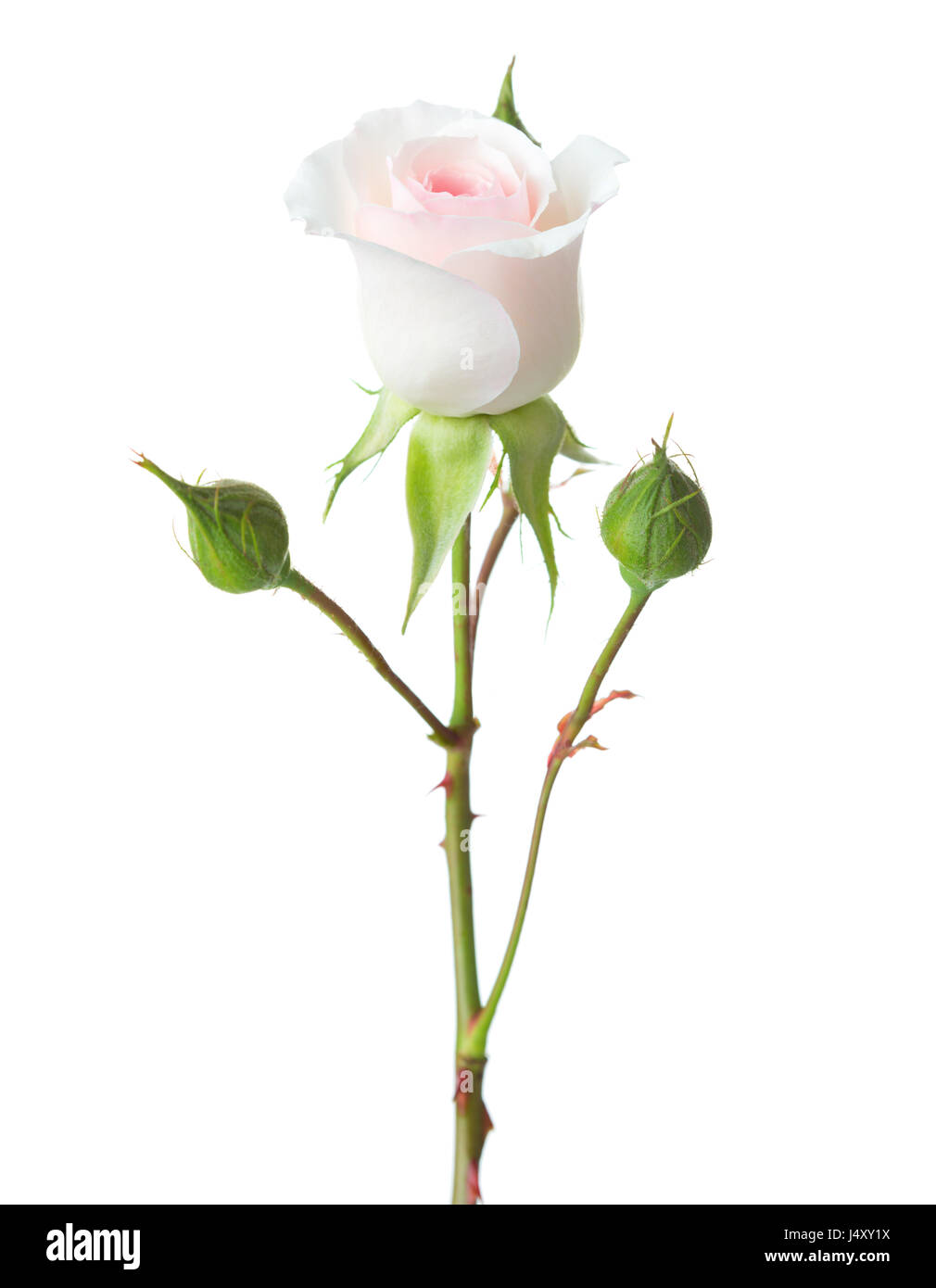 Hellrosa Rose auf weißem Hintergrund isoliert. Garten rose Stockfoto