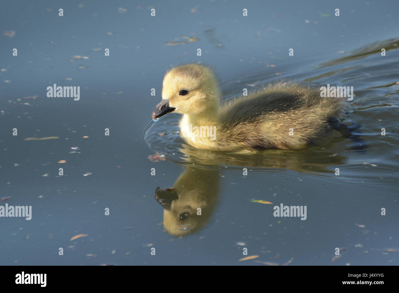 Kanada-Gosling Stockfoto