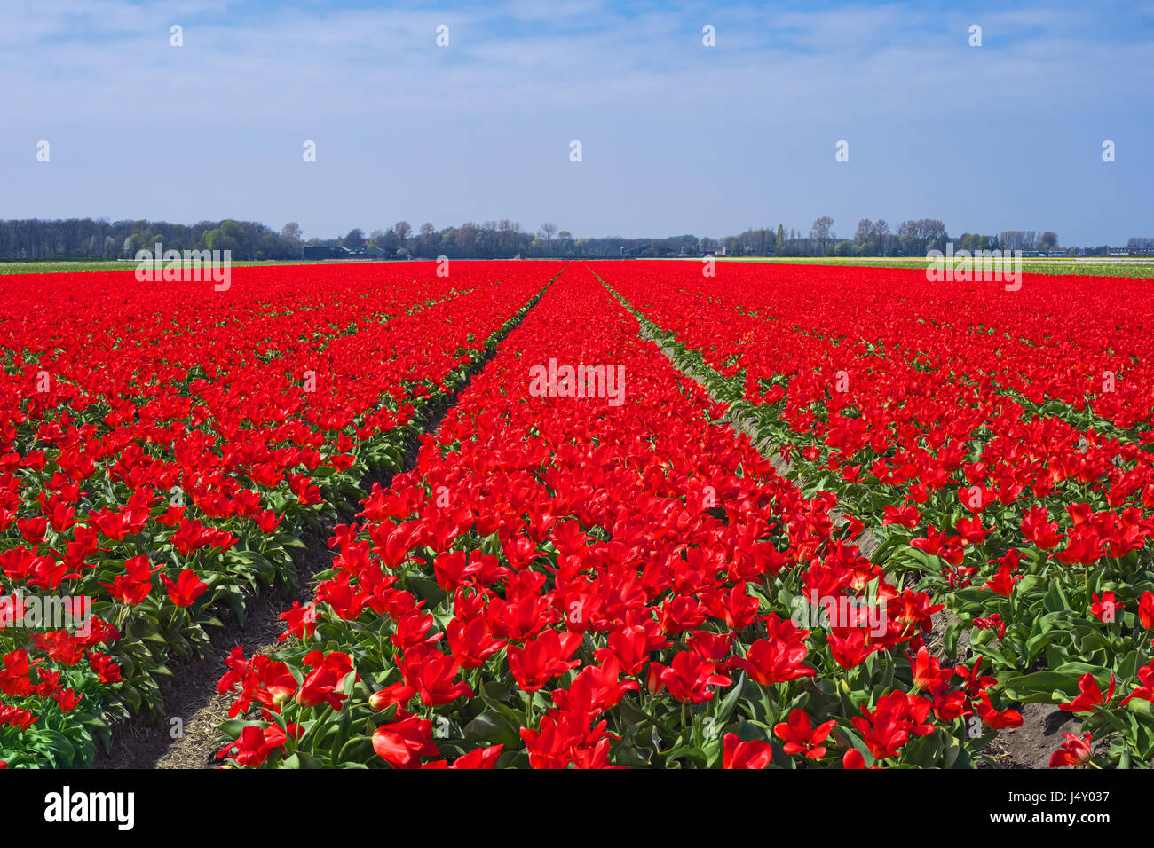 Tulpenfeld in der Nähe von Keukenhof, Niederlande, Europa. Berühmten Blumenfelder mit blühenden Blumen in Holland. Niederländische Feld mit roten Tulpen. Schönen Frühling la Stockfoto