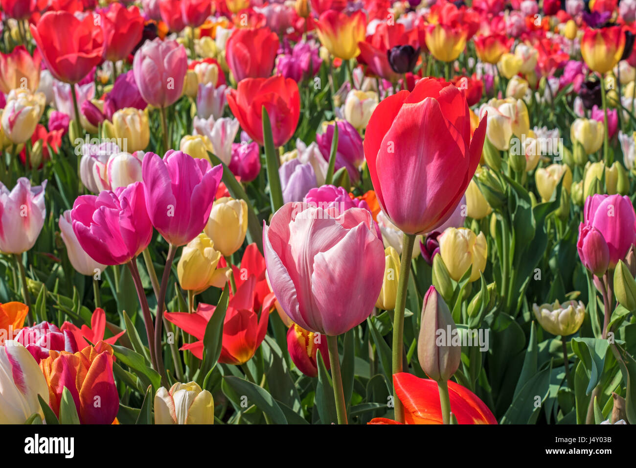 31+ Holland Tulpen Garten, Der keukenhof bietet wunderschön