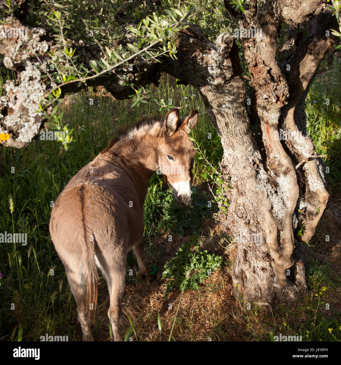 Esel steht unter alten Olivenbaum und blickt zurück auf griechischen Peloponnes Stockfoto