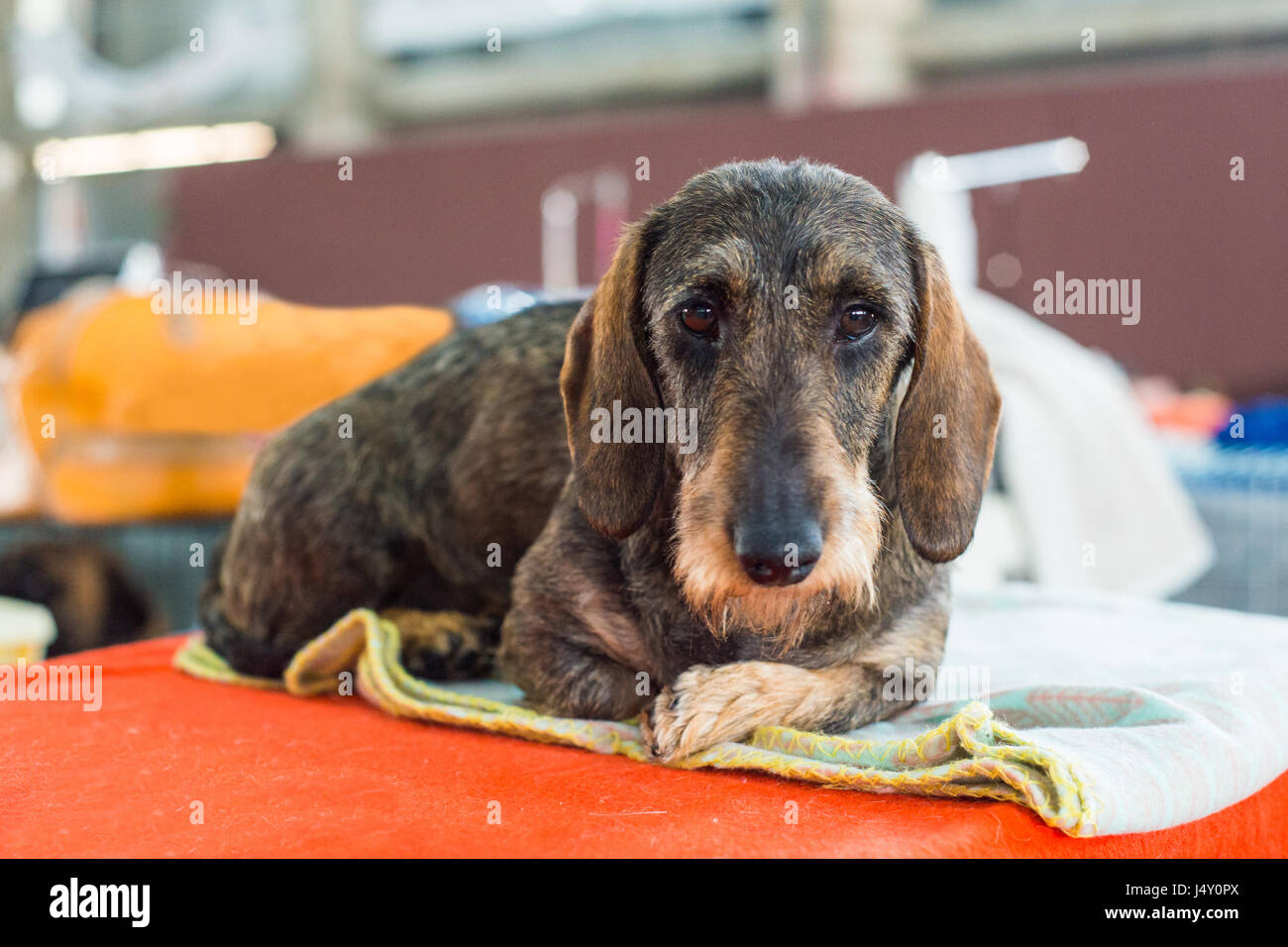 Wunderschöne Irish Terrier liegen unten und auf der Suche in die Kamera Stockfoto