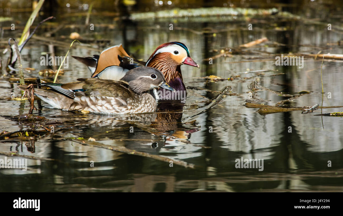 Die schöne männliche und weibliche Mandarinente (Aix Galericulata) mit ihren typischen bunten Gefieder im Wasser, Uppland, Schweden Stockfoto