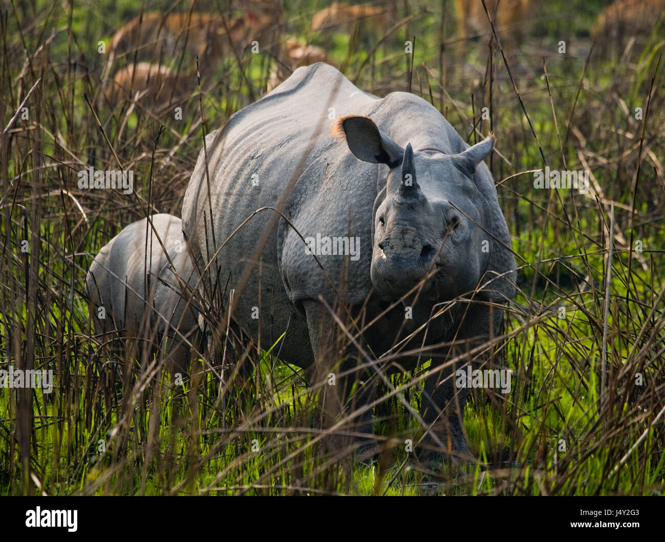 Die weibliche große ein-gehörnte Nashörner und ihr Kalb. Indien. Kaziranga Nationalpark. Stockfoto