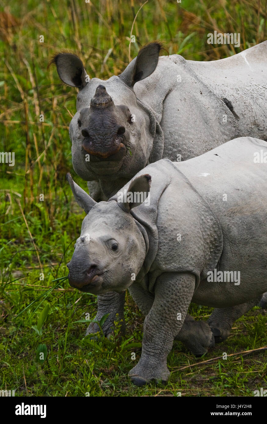 Die weibliche große ein-gehörnte Nashörner und ihr Kalb. Indien. Kaziranga Nationalpark. Stockfoto