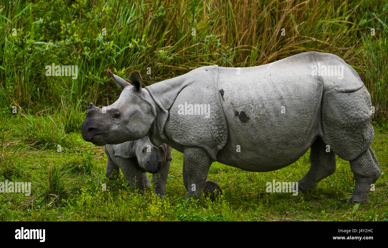 Die weibliche große ein-gehörnte Nashörner und ihr Kalb. Indien. Kaziranga Nationalpark. Stockfoto
