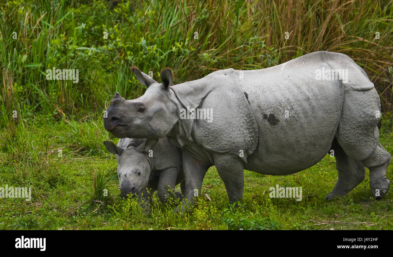 Die weibliche große ein-gehörnte Nashörner und ihr Kalb. Indien. Kaziranga Nationalpark. Stockfoto