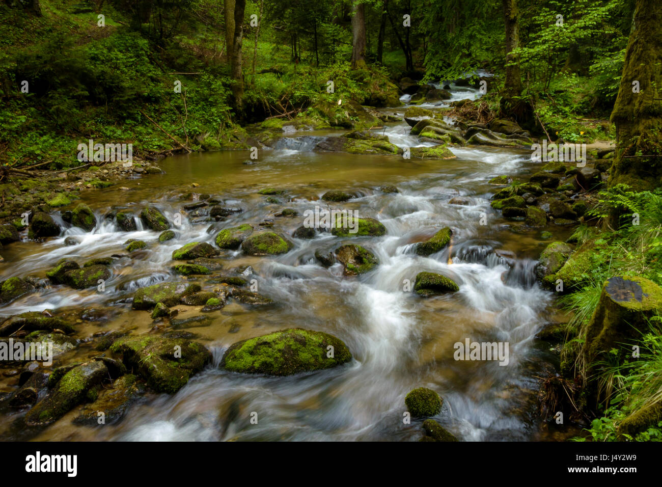 Bergbach - Strom fließt durch dichten grünen Wald. Stream im dichten Wald. Bistriski Vintgar, Slowenien Stockfoto