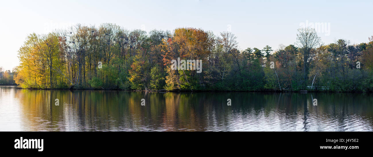 Panorama-Bild von einem Great Blue Heron Rookery gegenüber Rookery View Park in Wausau, Wisconsin Stockfoto