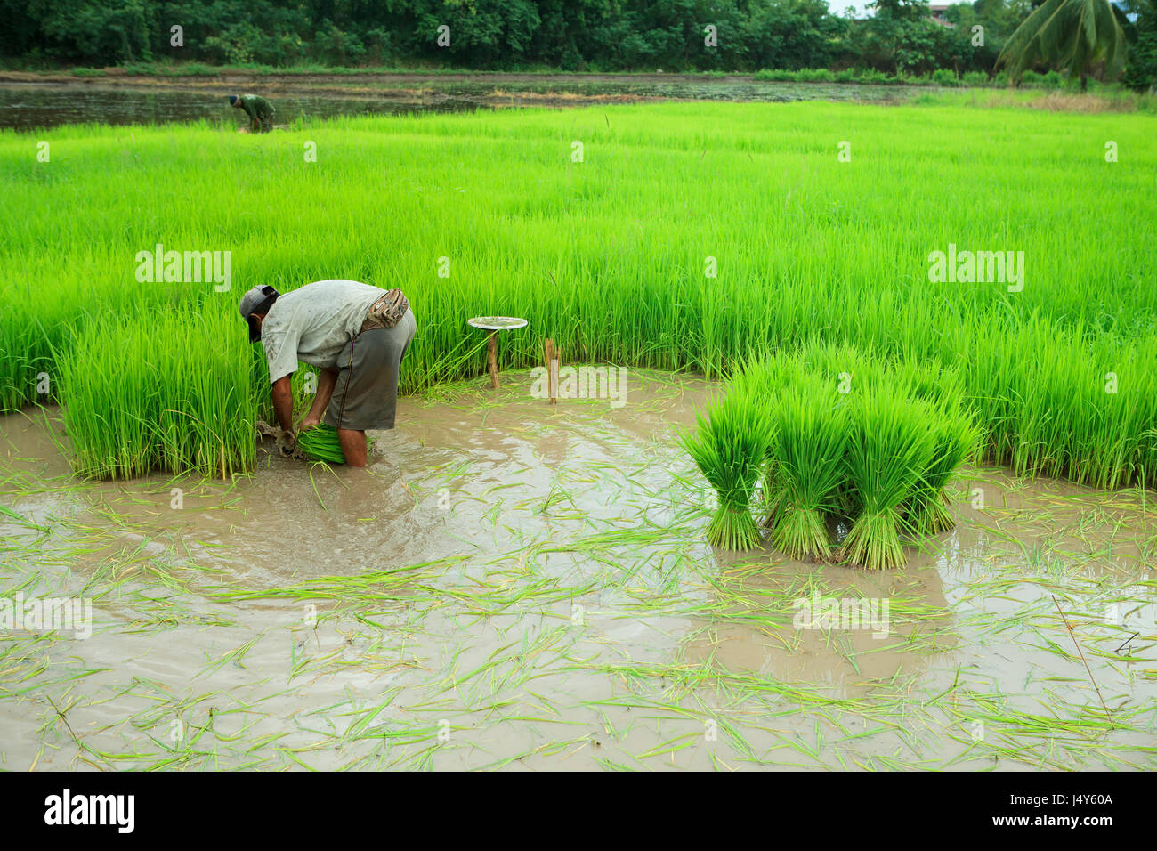 Thai Farmer und grünen Reis Paddy Pflanzen in der Landwirtschaft Pflanzen  Feld Stockfotografie - Alamy