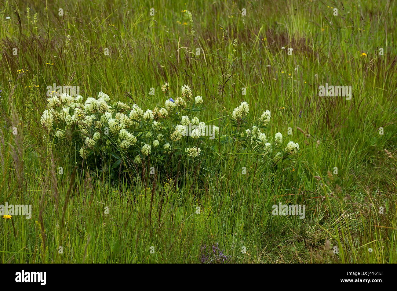 Niederländisch-Klee oder Trifolium Repens erfüllt oft wilde weiße Blume, Plana Berg, Bulgarien Stockfoto