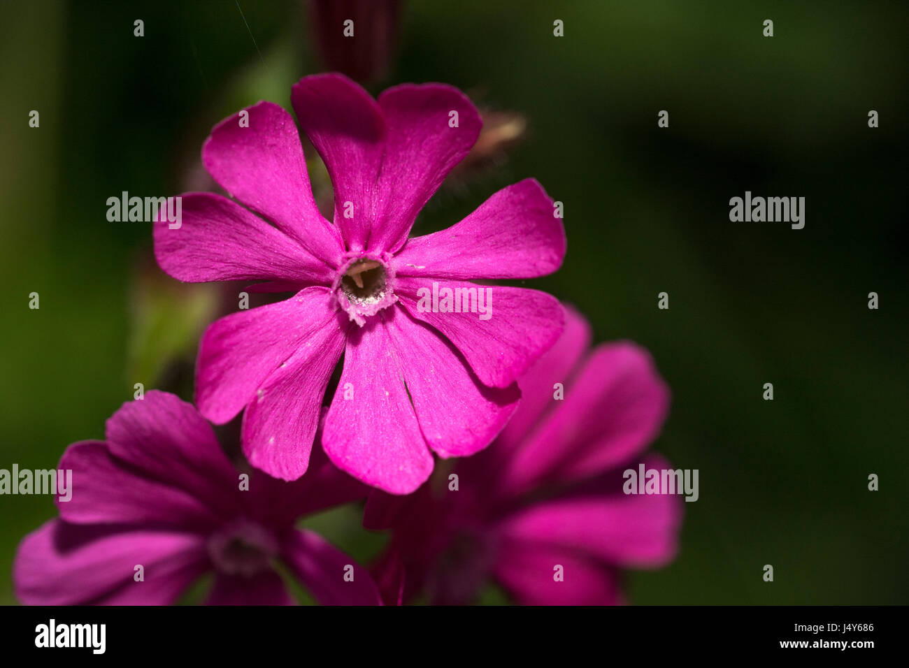 In der Nähe des rosa Blumen von Red Campion/Silene dioica. Stockfoto