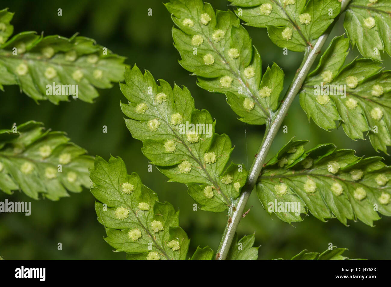 Nahaufnahme von Sori von männlichen Fern / Dryopteris filix-Mas in einer Mitte-Cornwall Hecke. Nahaufnahme der Farnblattstruktur. Stockfoto