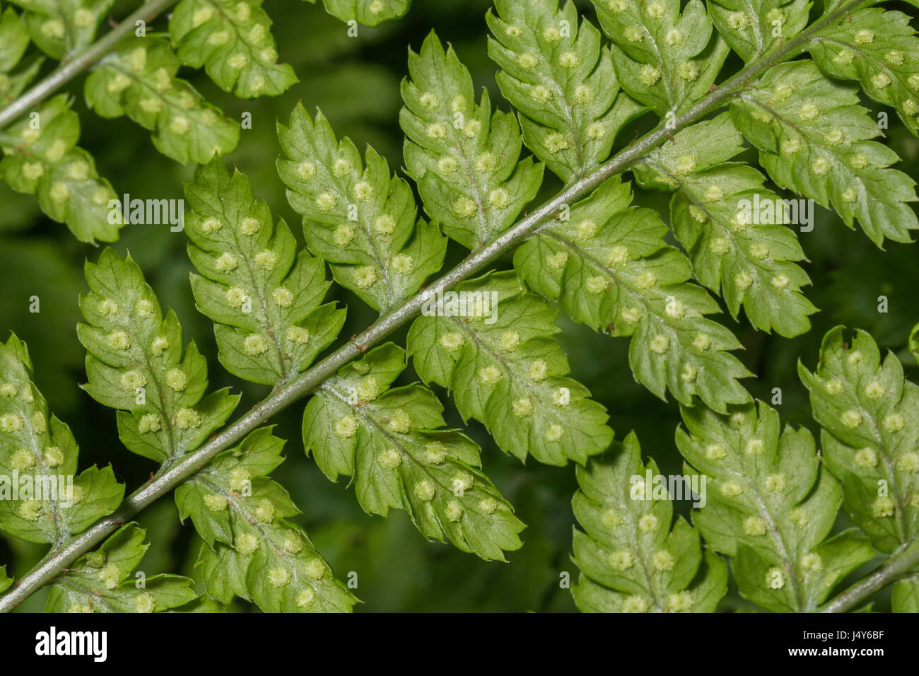 Nahaufnahme von Sori von männlichen Fern / Dryopteris filix-Mas in einer Mitte-Cornwall Hecke. Nahaufnahme der Farnblattstruktur. Stockfoto