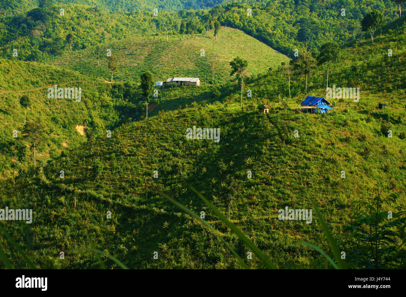 Entwaldung für die Landwirtschaft im vietnamesischen Hochland, Waldflächen in landwirtschaftliche Nutzflächen, machen dies Klimawandel, Umwelt beeinflussen Stockfoto