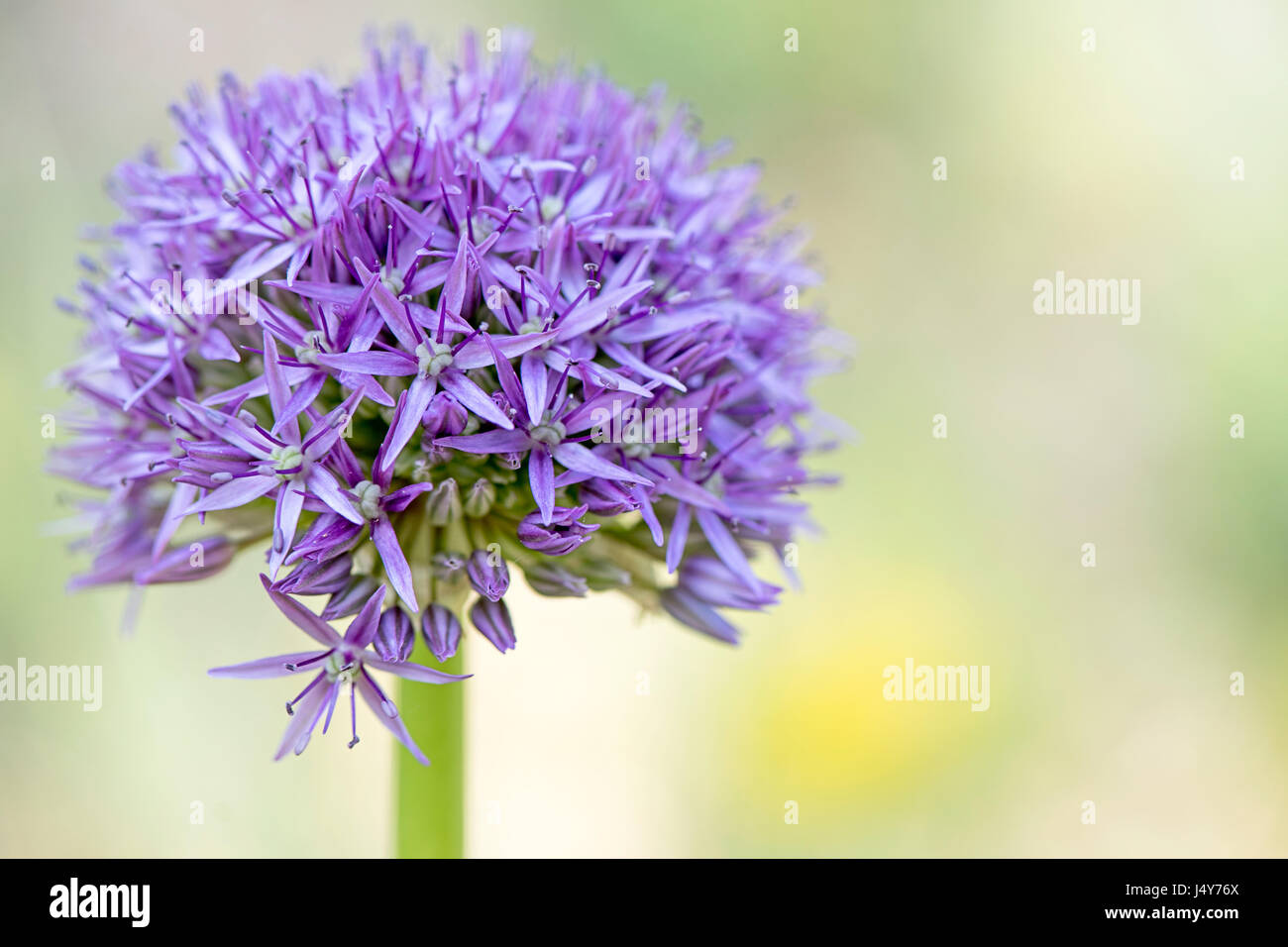 Nahaufnahme Bild von der schönen Sommer blühenden Allium Hollandicum Purple Sensation Flowerhead vor einem weichen hellen Hintergrund aufgenommen. Stockfoto